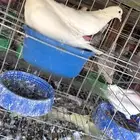 مشروع حمام للبيع