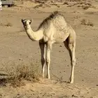 قعدان للبيع