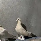 جوز حمام تركي سيجاري