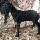 رغوث عربيه تحته رخله كفوو