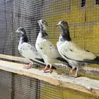حمام باكستاني