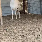 فحل حري فحول حريه جذع ورباع
