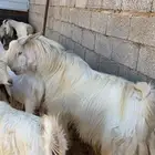 مراح معزا مشاريك