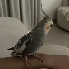 طير كروان تم البيع