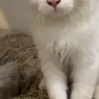 اربع قطط للبيع اعلى سوم