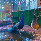 جوز طاووس بصحة ممتازه