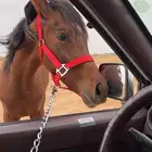 مهر مستعجل بالبيع
