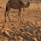 مفرود للبيع. شحن