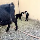 عنز تحتها تيس وعناق