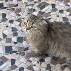 قط سكوتش فولد 150