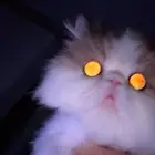 قطوه بيكي فيس للبيع