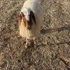 نعجه رغوث. نعيميه نعيم