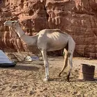 جمل للبيع