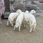 4 طليان سمان وطيبه ماشاءالله