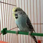 طير حب انثى آنجليزي