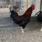 دجاج فرنسي