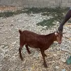 تيوس للبيع فل شحم