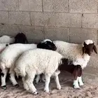 بهم نعيم ((تم البيع))