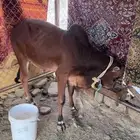 بقره حسيل كفو