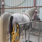 حصان شعبي