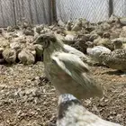 سمان العمر 40 يوم