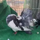 رقاص هولندي فناتيل