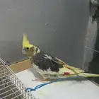 أنثى كروان مافيها شي صحتها ماشالله ممتازه أليفه بس تخاف