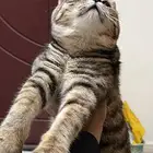 قطه للتبني