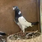 تم البيع