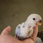 فرخ روز لعوب نشبه