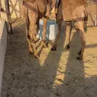 قعدان لبانية