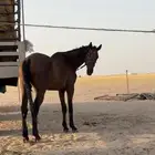 للييع حصان إنجليزي
