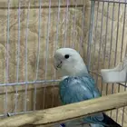 جوز روز