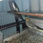 زوج كروان منتج شرط وعندي صور