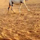 اللقحه الوضحا السديس