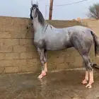 فرس جزيرية شعبية