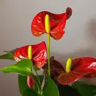 نباتات