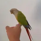 كنيور سينامون اليف وهدد ومتكلم
