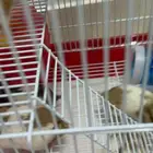 زوج هامستر و اربعة صغار