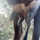 بقرتين جرسي مع هولندي