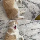 قطه للتبني
