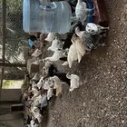 دجاج فيومي وبلدي