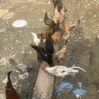 للبيع دجاج بلدي