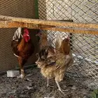 دجاج بلدي وفيومي للبيع