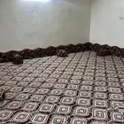 للايجار استراحه