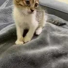 قطط تبني 4 بلدي