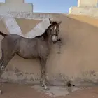مهره شعبيه شيخه