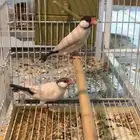 للبيع جوز جاوا كريمي الي توقف عليه سومه نصيبه