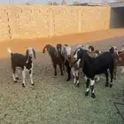 معزي للبيع