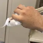 كروان البينو